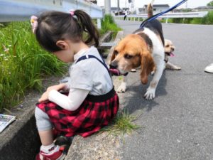 ビーグルのグール君 ひらかたし 地域猫 しっぽの会